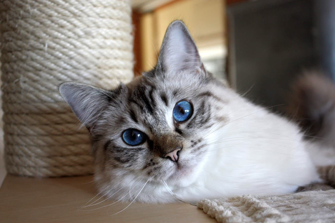 Kissa 1