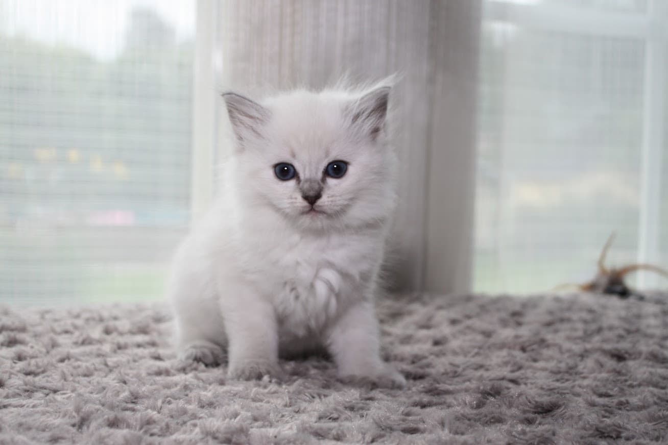 Kissa 3