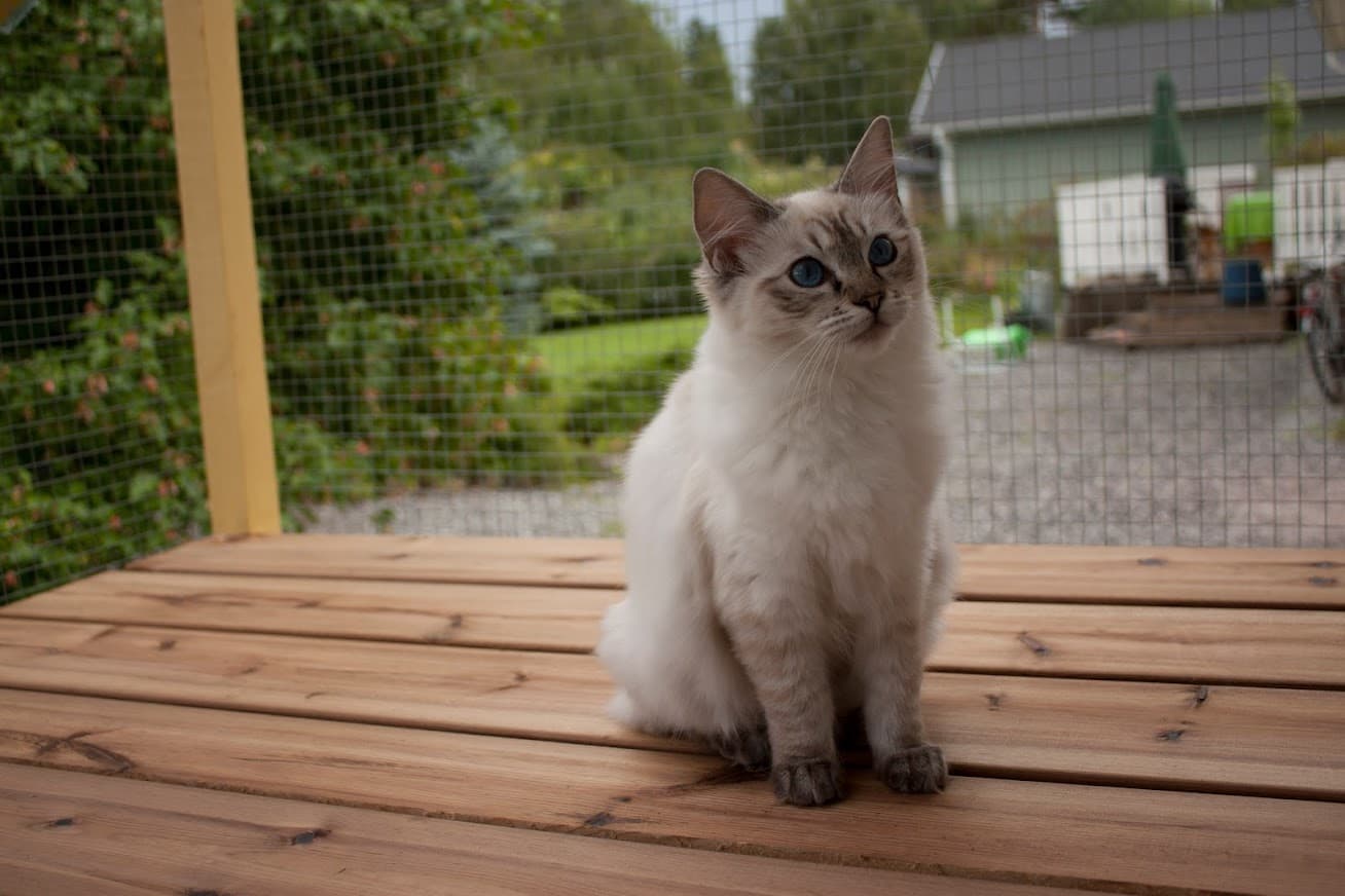 Kissa 9